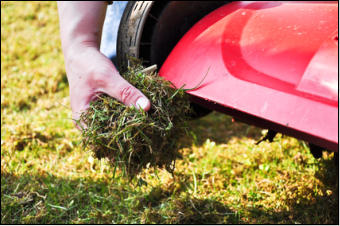 Gartenpflege Brauner Vertikutieren 